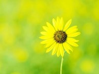 目前社会对翻译工作人才的要求