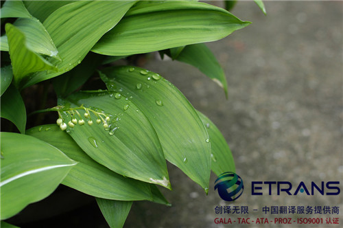 深圳翻译公司2020年服务为什么得到客户一致好评