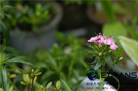 专业可靠的深圳翻译公司怎么挑选？