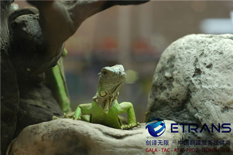 在深圳怎么才能找到比较靠谱的翻译公司？